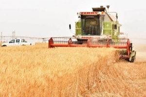 مدير الحبوب: لا تأثير لانفجار مرفأ بيروت على استيراد القمح في سورية