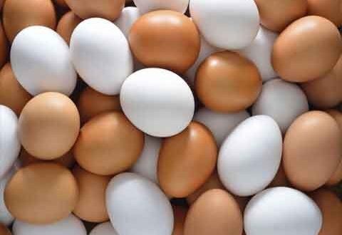 الدواجن: توقعات باستمرار ارتفاع سعر البيض!