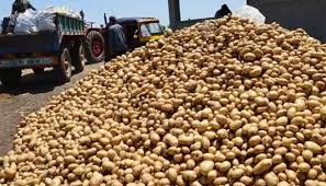 مخزون بذار البطاطا والقمح يغطي احتياجات الموسم