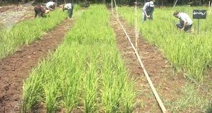 إنتاج الأرز الهوائي.. خلال عامين في الأسواق