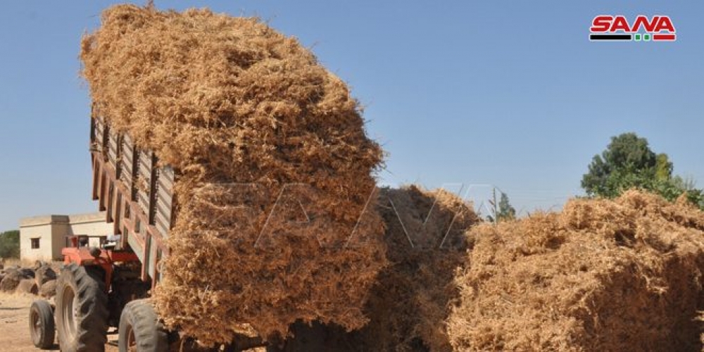 السورية للتجارة بالسويداء تبدأ شراء محصول الحمص من المزارعين