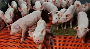 ألمانيا ترصد حالات إصابة بحمى الخنازير الأفريقية داخل أراضيها   