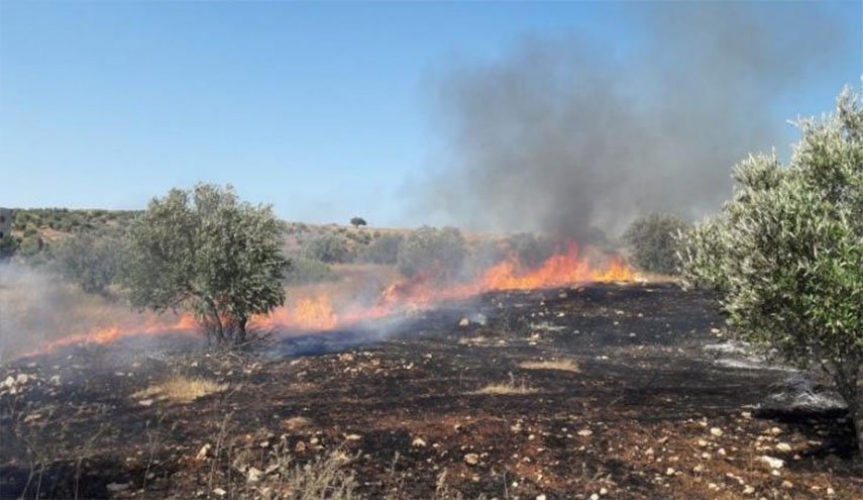 مستوطنون صهاينة يحرقون عشرات اشجار الزيتون جنوب بيت لحم المحتلة