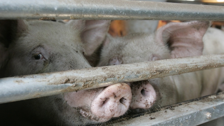 إعدام مئات الخنازير في كوريا الجنوبية بسبب تفشي مرض