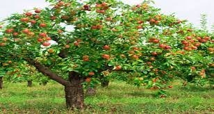 السورية للتجارة تمتنع عن استلام محصول التفاح