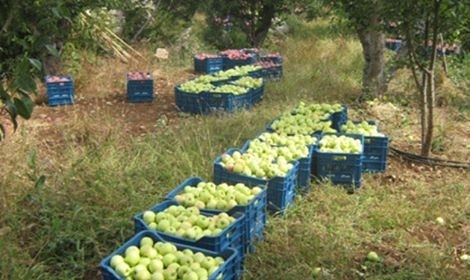 الوزير البرازي يدعو السورية للتجارة لاستجرار مادتي التفاح والحمضيات