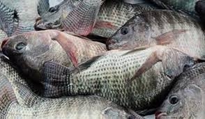 ضبط نصف طن سمك قرش فاسد في أسواق ريف دمشق