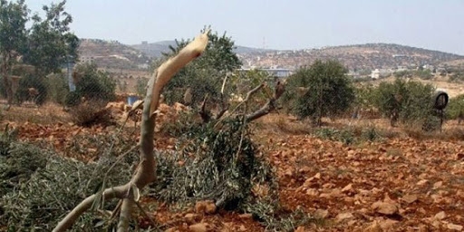 مستوطنون يقطعون عشرات الأشجار في منشأة زراعية جنوب نابلس