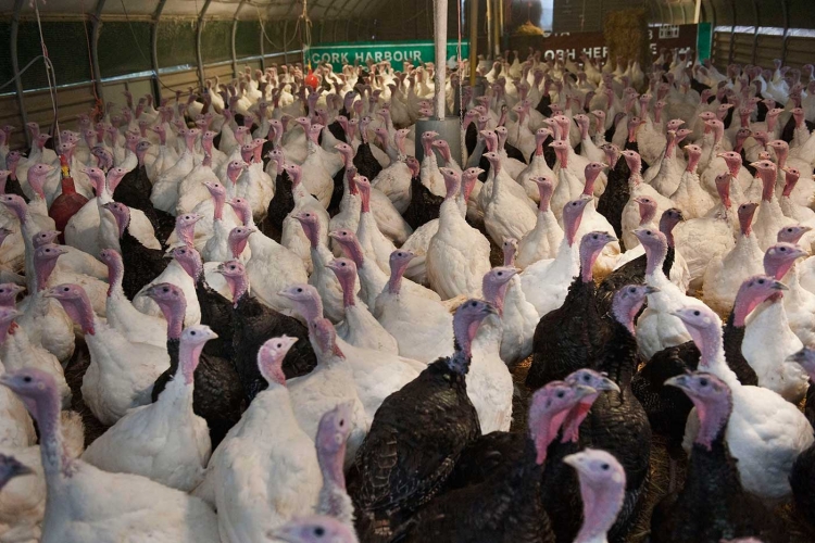 بريطانيا.. إنفلونزا الطيور يظهر مجددًا في مزرعة للدجاج الرومي.