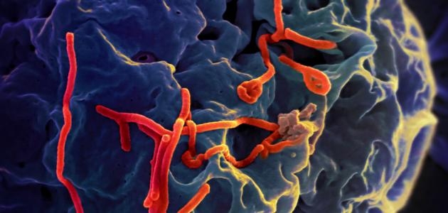 مكتشف فيروس إيبولا يحذر من أوبئة مستقبلية مميتة