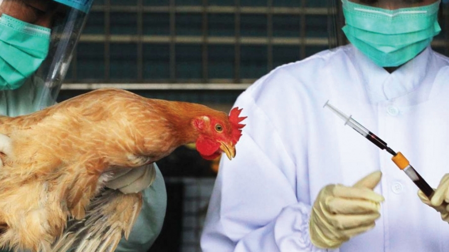  كوريا الجنوبية تعدم 9.6 مليون طائر بسبب حالة جديدة من إنفلونزا الطيور شديدة العدوى