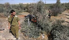 جيش الإحتلال الصهيوني يقتلع عشرات أشجار الزيتون في سلفيت   