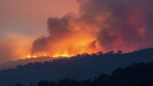 الجزائر: 37 حريقاً في غابات البلاد قسم منها مفتعل