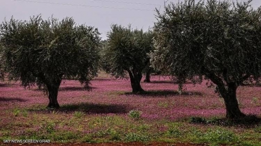 ميليشيات الإحتلال التركي تقطع مئات أشجار الزيتون و تنقل أخشابها الى تركيا   