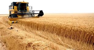 الحكومة ترفع سعر شراء محصول القمح من الفلاحين لموسم 2021 لما يقارب الضعف   