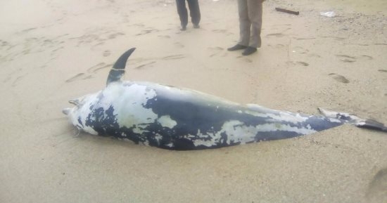 مشهد مؤثر ونادر.. نفوق عشرات الدلافين على شواطئ غانا.. فيديو