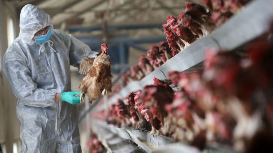 الدنمارك: نتحضر لإعدام آلاف الطيور خشية من فيروس الانفلونزا