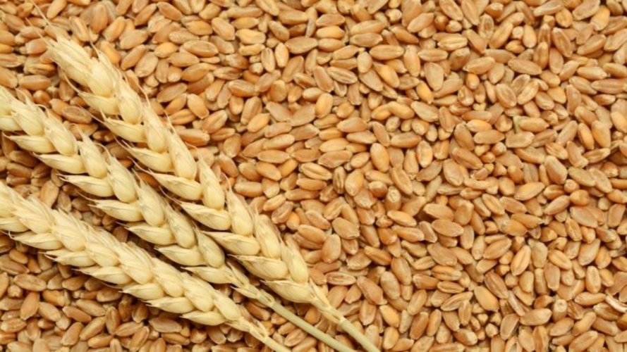 بزيادة 10 آلاف طن عن العام الماضي.. 26 ألف طن إنتاج طرطوس من القمح لهذا العام