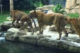 إعادة افتتاح حديقة الحيوانات في العدوي بدمشق و5 آلاف زائر في أيام العطل