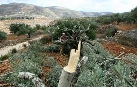 العدو الصهيوني يحرق أشجار زيتون في الضفة ويعتقل طفلة في القدس بتهمة الرسم