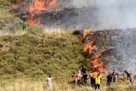 مستوطنون يضرمون النار في أراضٍ زراعية جنوب نابلس ويحرقون عشرات الأشجار   