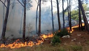 منصة الغابات في سورية تحذر من انتشار الحرائق في عدة مناطق   