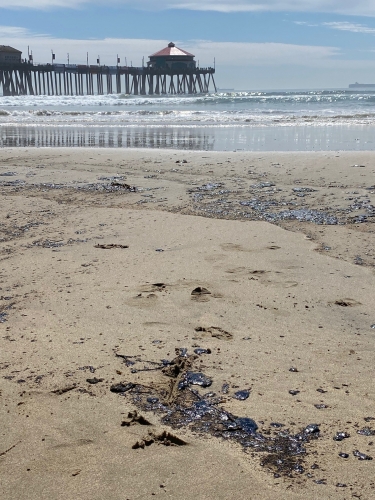 كارثة بيئية تضرب شواطئ جنوب كاليفورنيا..!