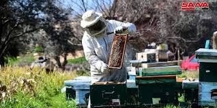 العسل السوري يتعافى.. وإنتاجه ٢٠٠٠ طن هذا العام