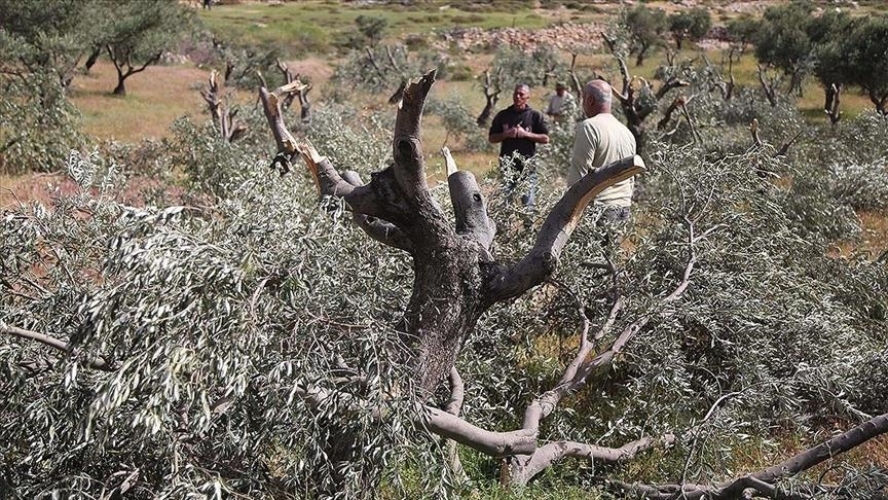 مستوطنين صهاينة يقطعون 100 شجرة زيتون ويسرقون ثمار أشجار أخرى جنوب نابلس