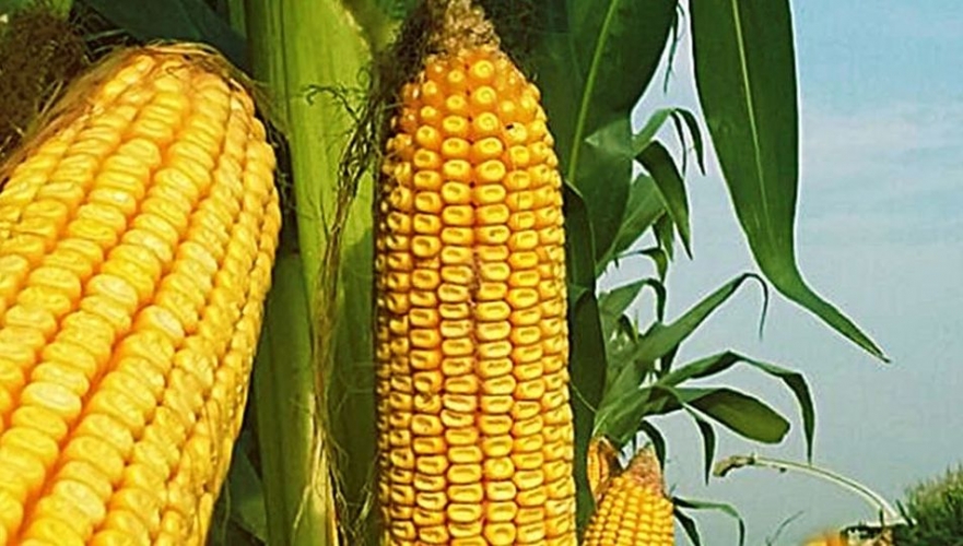 وزارة الزراعة تحدد سعر شراء طن الذرة الصفراء من الفلاحين