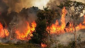 الإتحاد الأوروبي (الشريك في تدمير الغابات السورية) يدين إعدام مشعلي حرائق الغابات في سورية   