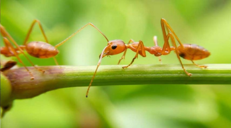علماء: النمل يكشف سبب تقلص دماغ الإنسان قبل 3000 عام