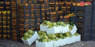 6 مليارات ليرة للسورية للتجارة لتسويق الحمضيات والتفاح