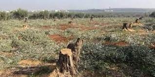الاحتلال التركي ومرتزقته يستولون على محصول الزيتون ويقطعون عشرات الأشجار في عفرين