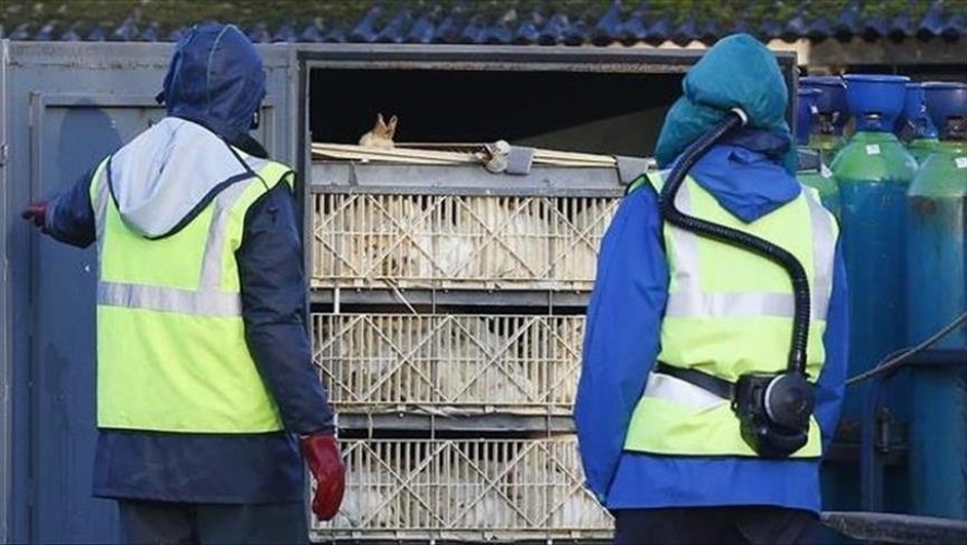 الدنمارك تعلن تفشي فيروس إنفلونزا الطيور في إحدى مزارع الديوك الرومية وسط البلاد