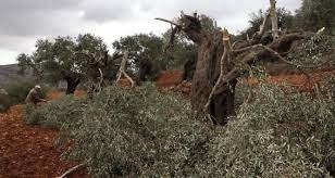 مستوطنون صهاينة يقطعون 600 شجرة زيتون و لوزيات مثمرة غرب نابلس