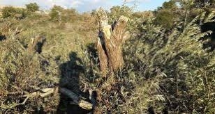 عصابات الاحتلال التركي الإرهابية تسرق محصول الزيتون وخشب أشجار الزيتون بعد قطع الأشجار