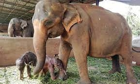 ولادة نادرة لفيلَين توأمَين ورعاية حثيثة لنجاتهما