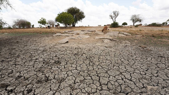 مسؤول في الأمم المتحدة يحذر من وقوع خسائر كبيرة في الأرواح بسبب الجفاف في القرن الإفريقي