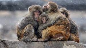 روسيا تشدد إجراءات الحجر الصحي على الحدود لمنع تسلل فيروس جدري القرود