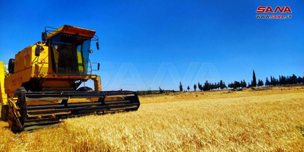 حصاد نصف مساحة الحقول المزروعة بالقمح في سلمية