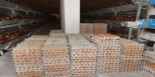 مليون بيضة مائدة إنتاج منشأة دواجن حماة شهرياً