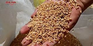 أكثر من 100 مليار ليرة قيم القمح المصروفة للمزارعين بحمص