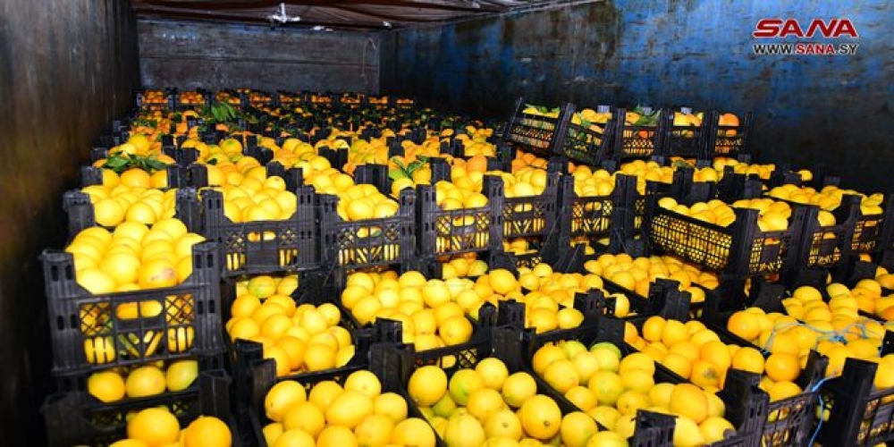 أكثر من 560 طناً تقديرات إنتاج محصولي الليمون والبرتقال بحماة
