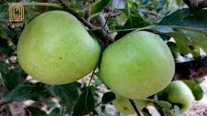 مزارعو التفاح بحماة يطالبون بالتدخل الإيجابي في عملية التسويق