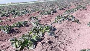 ٧٠٠ مليون ليرة تعويضات مزارعي حماة