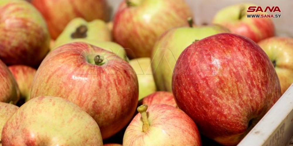السورية للتجارة بحماة تباشر تسويق محصول التفاح من المزارعين
