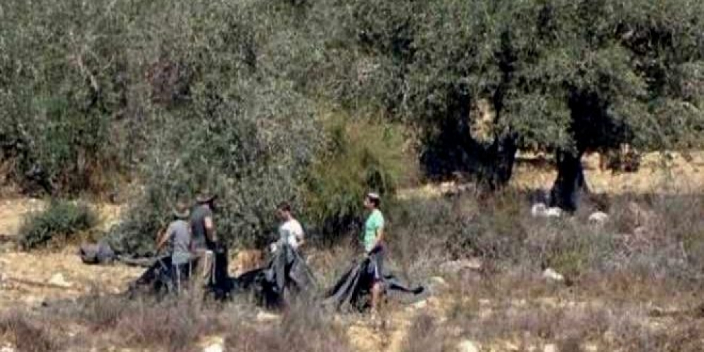 مستوطنون صهاينة يسرقون ثمار الزيتون من أراضي الفلسطينيين بالقدس المحتلة   