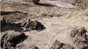العثور على مقبرة جماعية تضم رفات شهداء أعدمهم تنظيم (داعش) الارهابي في تدمر   