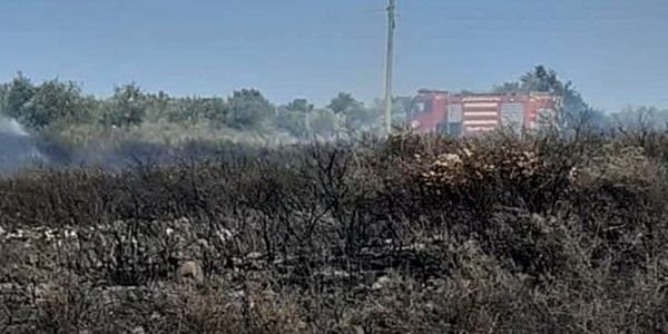 إخماد حريق أتى على 10 دونمات زيتون في الصفصافة بريف طرطوس